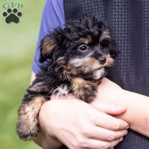 Barry, Bernedoodle-Munchkin Puppy